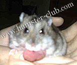 hamster cyst